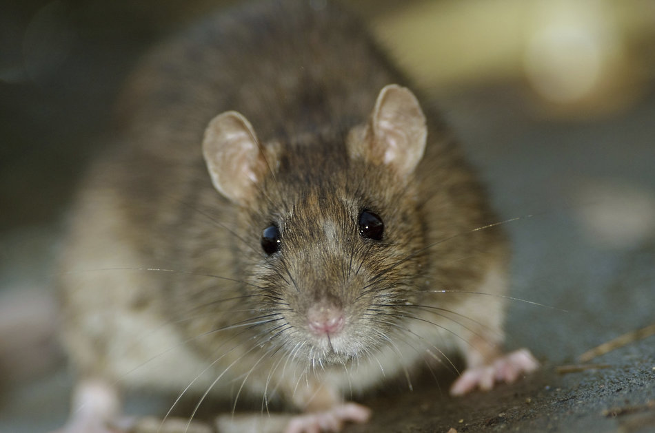 Tikus 2