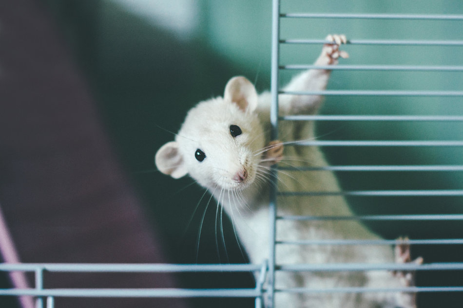 Tikus 1